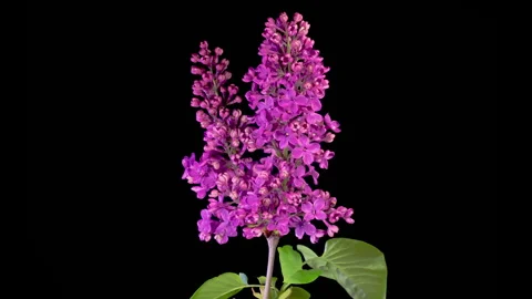 Beautiful Time Lapse of Opening Violet Flower of Lilac on a Black Background Stock Footage 311455812
