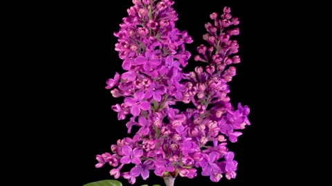 Beautiful Time Lapse of Opening Violet Flower of Lilac on a Black Background Stock Footage 312264438
