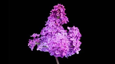 Beautiful Time Lapse of Opening Violet Flower of Lilac on a Black Background Stock Footage 313533647