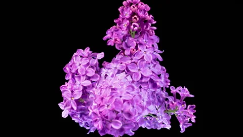 Beautiful Time Lapse of Opening Violet Flower of Lilac on a Black Background Stock Footage 314318449
