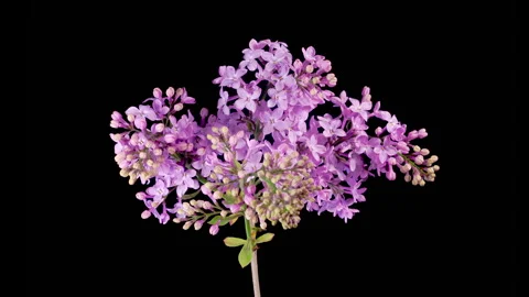 Beautiful Time Lapse of Opening Violet Flower of Lilac on a Black Background Stock Footage 315106915