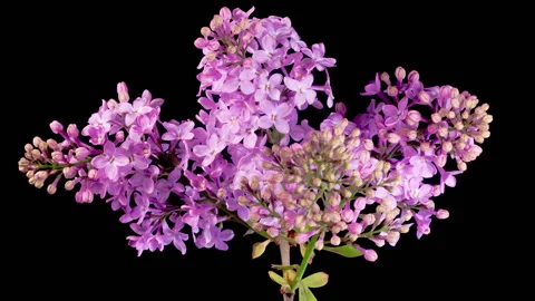 Beautiful Time Lapse of Opening Violet Flower of Lilac on a Black Background Stock Footage 316147793