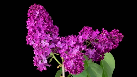 Beautiful Time Lapse of Opening Violet Flower of Lilac on a Black Background Stock Footage 336559843