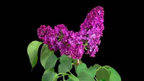 Beautiful Time Lapse of Opening Violet Flower of Lilac on a Black Background Stock Footage 337423304