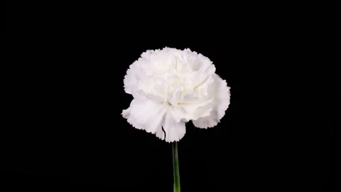 Beautiful Time Lapse of Opening White Carnation Flower Stock Footage 253402689