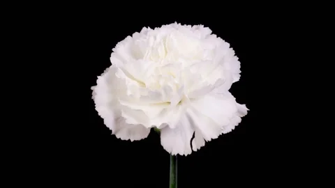 Beautiful Time Lapse of Opening White Carnation Flower Stock Footage 254565830
