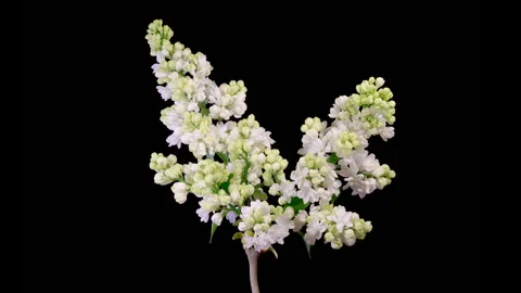 Beautiful Time Lapse of Opening White Flower of Lilac on a Black Background Stock Footage 319539100