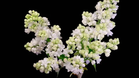 Beautiful Time Lapse of Opening White Flower of Lilac on a Black Background Stock Footage 320468716
