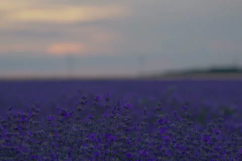 Beautiful time lapse sunset over a lavender field. 스톡 동영상 55330923