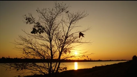 Beautiful time lapse sunset at the river Stock Footage 102664815