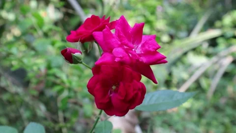 Beautiful time lapse video of a red rose flowers bunch with a bud Video stock 151930131