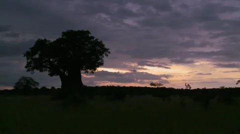 A beautiful timelapse of baobab trees in Tarangire park, Tanzania. Stock Footage