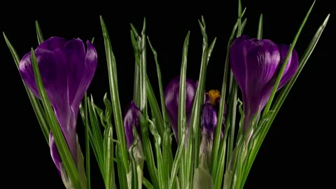 Beautiful Timelapse of Blue Crocus Flower Blooming Видео 151099265