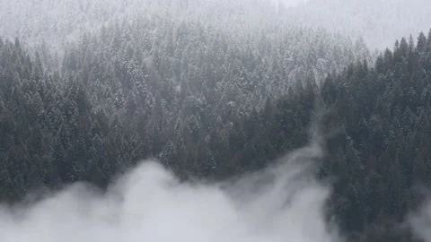 A beautiful timelapse of clouds in the forest Video stock 238745686