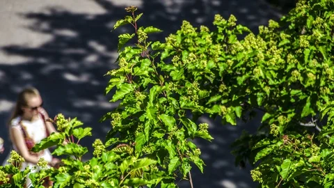 Beautiful timelapse for a crowd of people Stock-Footage 129533571