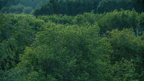 Beautiful timelapse of a forest, trees, foliage rustling Stock-Footage 131586827