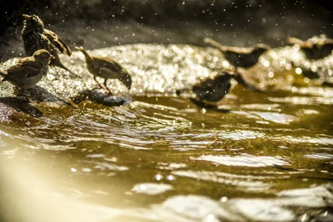 A beautiful timelapse on how sparrows Stock-Footage 129673977