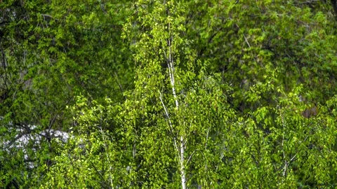 Beautiful timelapse of movement and rustling of leaves 動画素材 129498862
