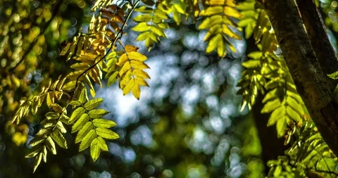 Beautiful timelapse of movement and rustling of leaves Stock-Footage 129502278