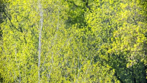 Beautiful timelapse of movement and rustling of leaves Stock-Footage 129502347