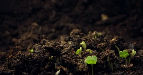 Beautiful Timelapse of Seed Germination in Soil. Journey from Seed to Seedling Stock Footage 252171764