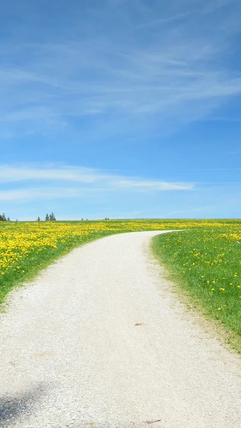 A Beautiful Timelapse of a Springtime Meadow, with a Winding Field Path and M Stock Footage 309225672