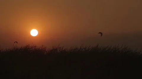 Beautiful timelapse sunset on the beach Stock Footage 74833963