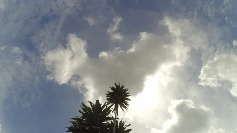 Beautiful timelapse with trees in a frame, angle taking from below Video stock 134912020