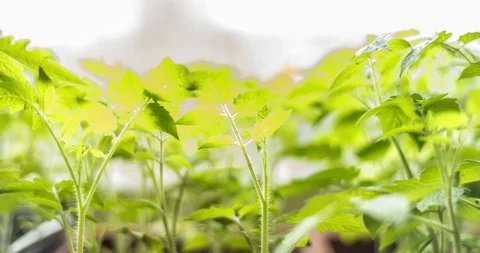 A beautiful timelapse, view of the germination and growth of green young plants Stock-Footage 129502127