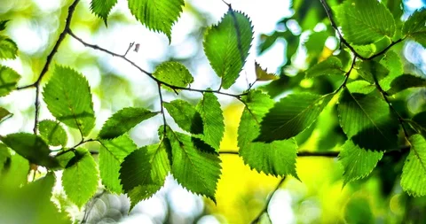A beautiful timelapse, view of the germination and growth of green young plants Stock-Footage 129502187
