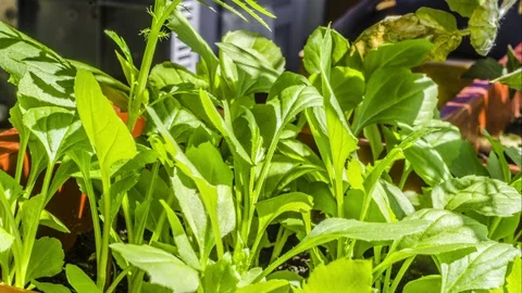 A beautiful timelapse, view of the germination and growth of green young plants Stock-Footage 129502668