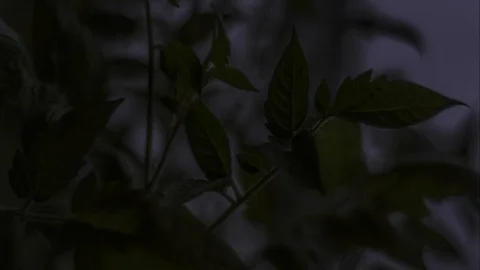 A beautiful timelapse, view of the germination and growth of green young plants Stock-Footage 129502801