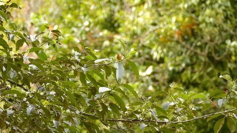 Beautiful tiny bird blackburnian warbler thriving in Costa Rica Stock Footage 126807563