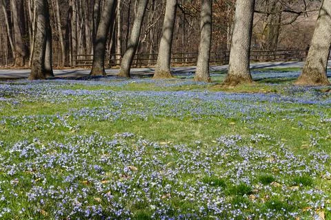 Beautiful tiny blue Early Snow Glories blooming in the early Spring Stock Photos