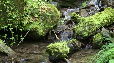 Beautiful tiny brook in forest with cold water Stock Footage 47845107