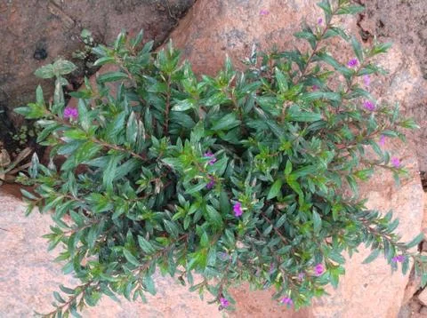 A beautiful tiny flower trying to bloom in the local village of Nepal 写真素材