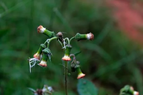 A beautiful tiny flower of weed in local farm 写真素材