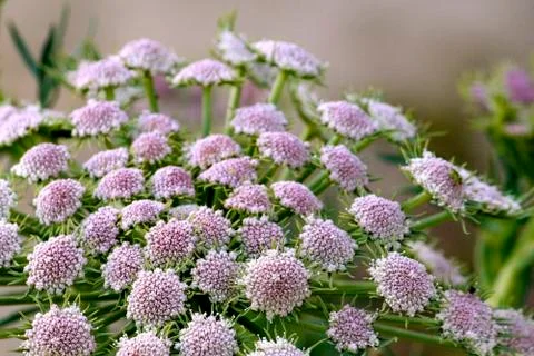 Beautiful tiny flowers with subtle tone of pink purple and white Stock Photos
