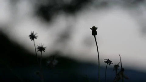 Beautiful tiny glass flowers Stock Footage 144063960