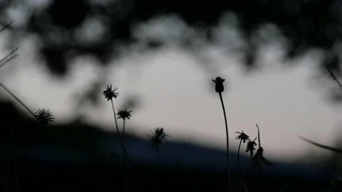 Beautiful tiny glass flowers Stock Footage 144064025