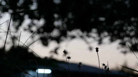 Beautiful tiny glass flowers Stock Footage 144064038