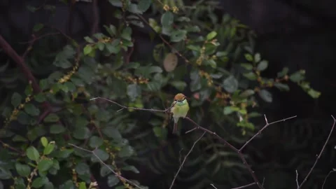 Beautiful tiny Green Bee eater Stock-Footage 274221814