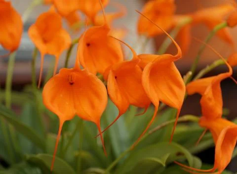 Beautiful tiny miniature orchid of Masdevallia Southern Sun Stock Photos