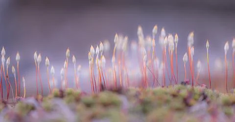 Beautiful tiny moss flowers during springtime in Sweden. Foto stock