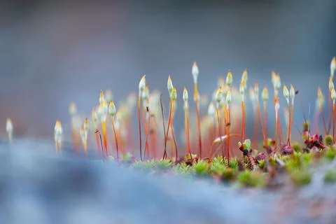 Beautiful tiny moss flowers during springtime in Sweden. Stock Photos