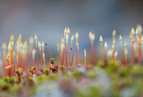 Beautiful tiny moss flowers during springtime in Sweden. Stock Photos