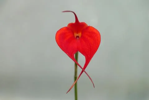 Beautiful tiny red Masdevallia 'Samantha Kha' orchid Stock Photos