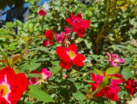 Beautiful tiny red roses Stock Photos