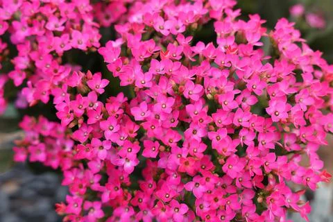 Beautiful tiny tropical flowers as background, closeup Stock Photos