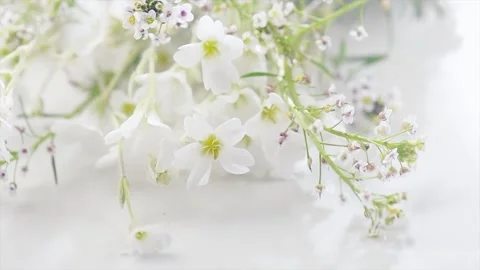 Beautiful tiny wild flowers bunch over white background, soft pastel colours 動画素材 279472309